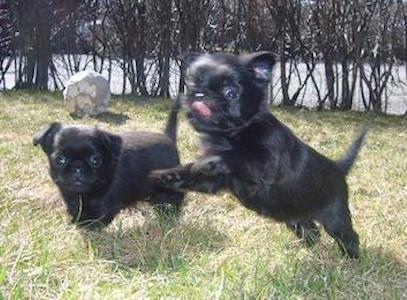 Aspbackarna's Nanbubijin (Gin) & Aspbackarna's Newton Johnson (Malte)