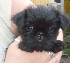 Aspbackarna's Newton Johnson also became BOBpuppy at his first show