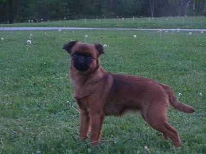 and their litter sister Opal (Aspbackarna's Opal springs) as adult