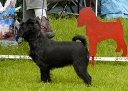 Hedvig (SE UCH Aspbackarna’s Stroh Rum) på Griffonspecialen 2015 där hon blev BIS-5, 2014 blev hon BIS-1.